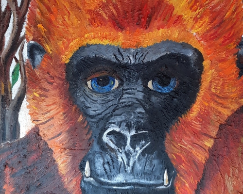 gorilla met blauwe ogen